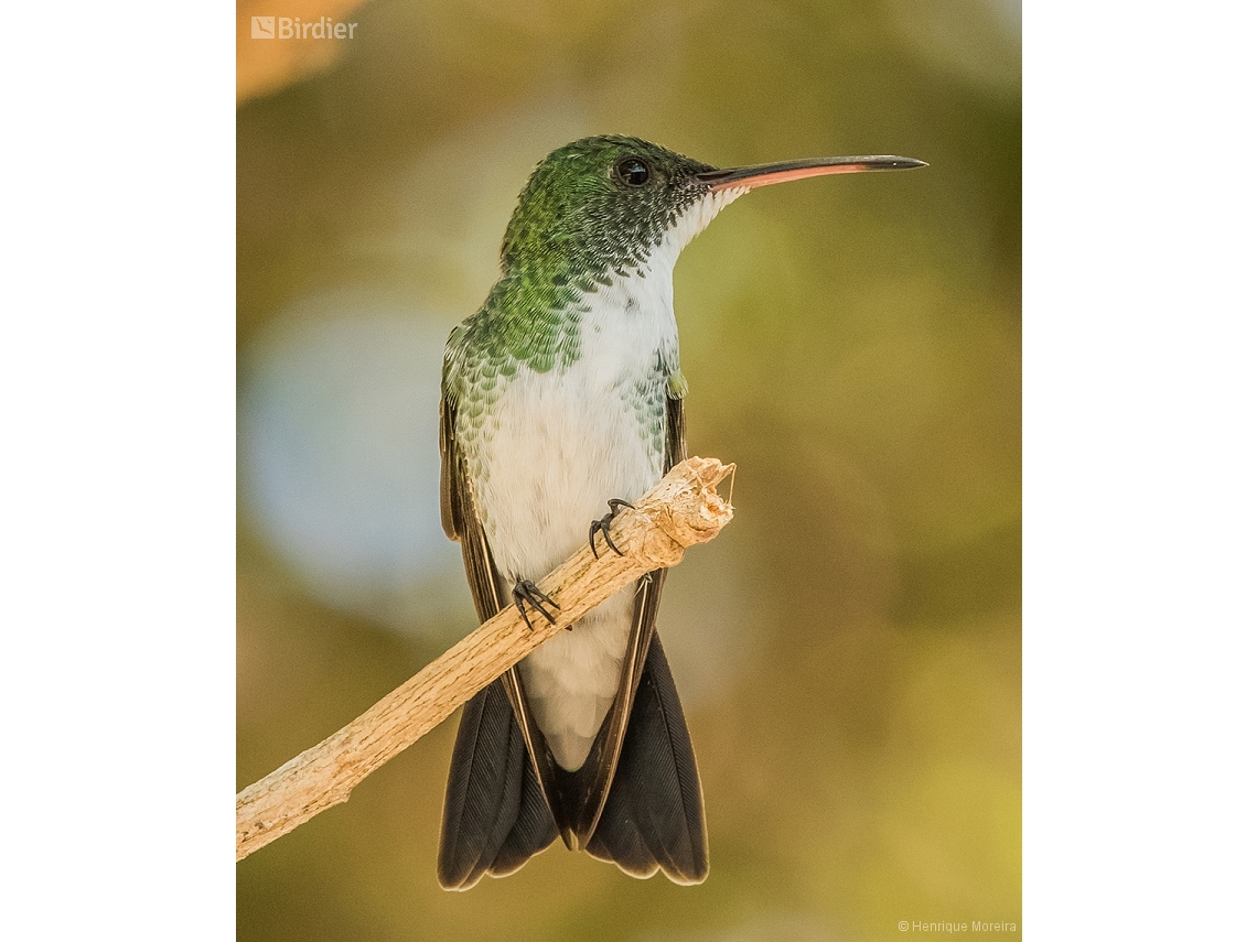Chrysuronia leucogaster