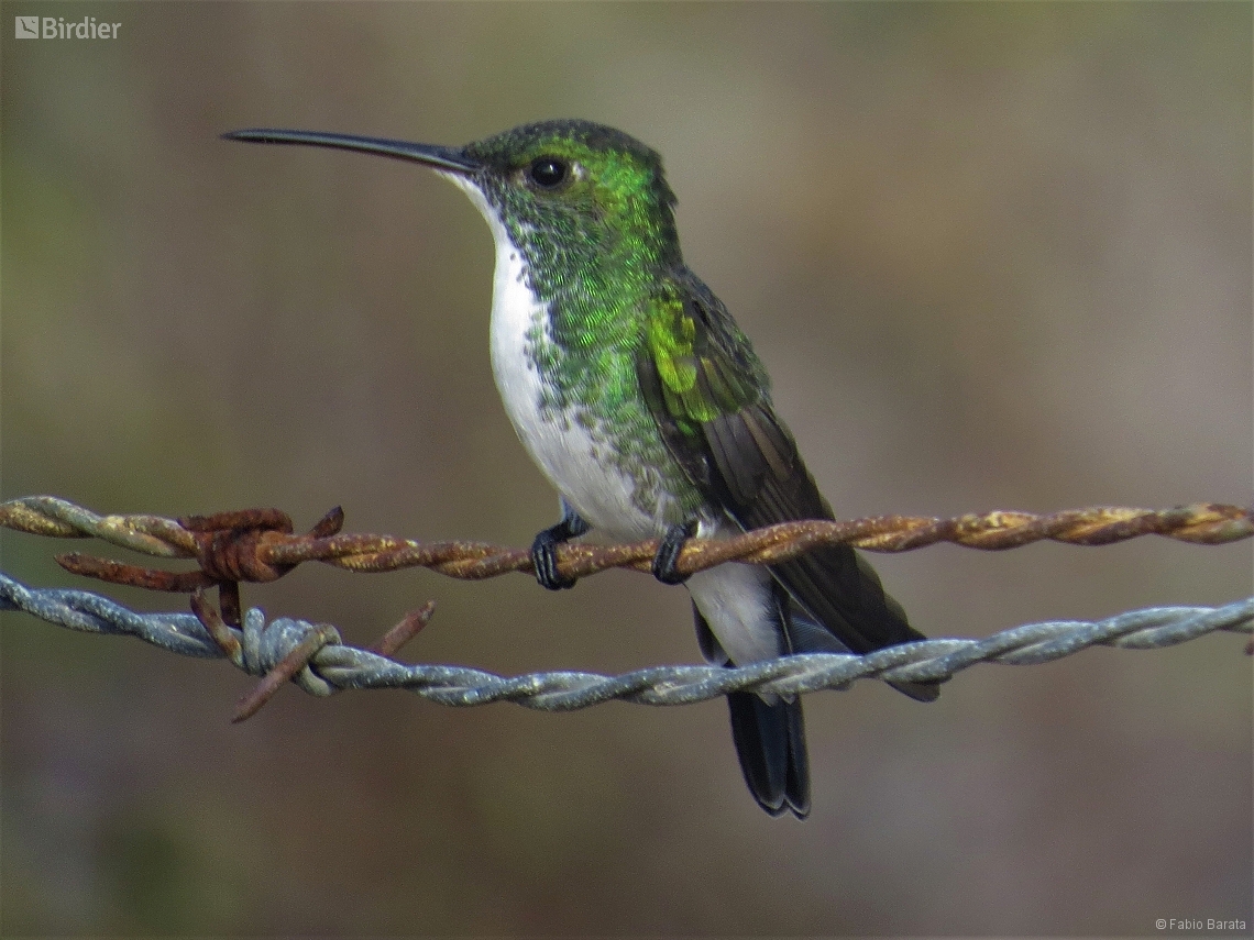 Chrysuronia leucogaster