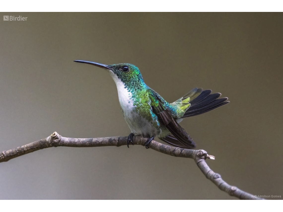 Chrysuronia leucogaster