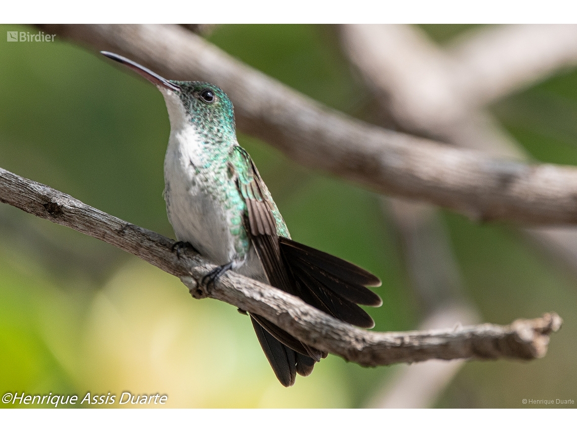 Chrysuronia leucogaster