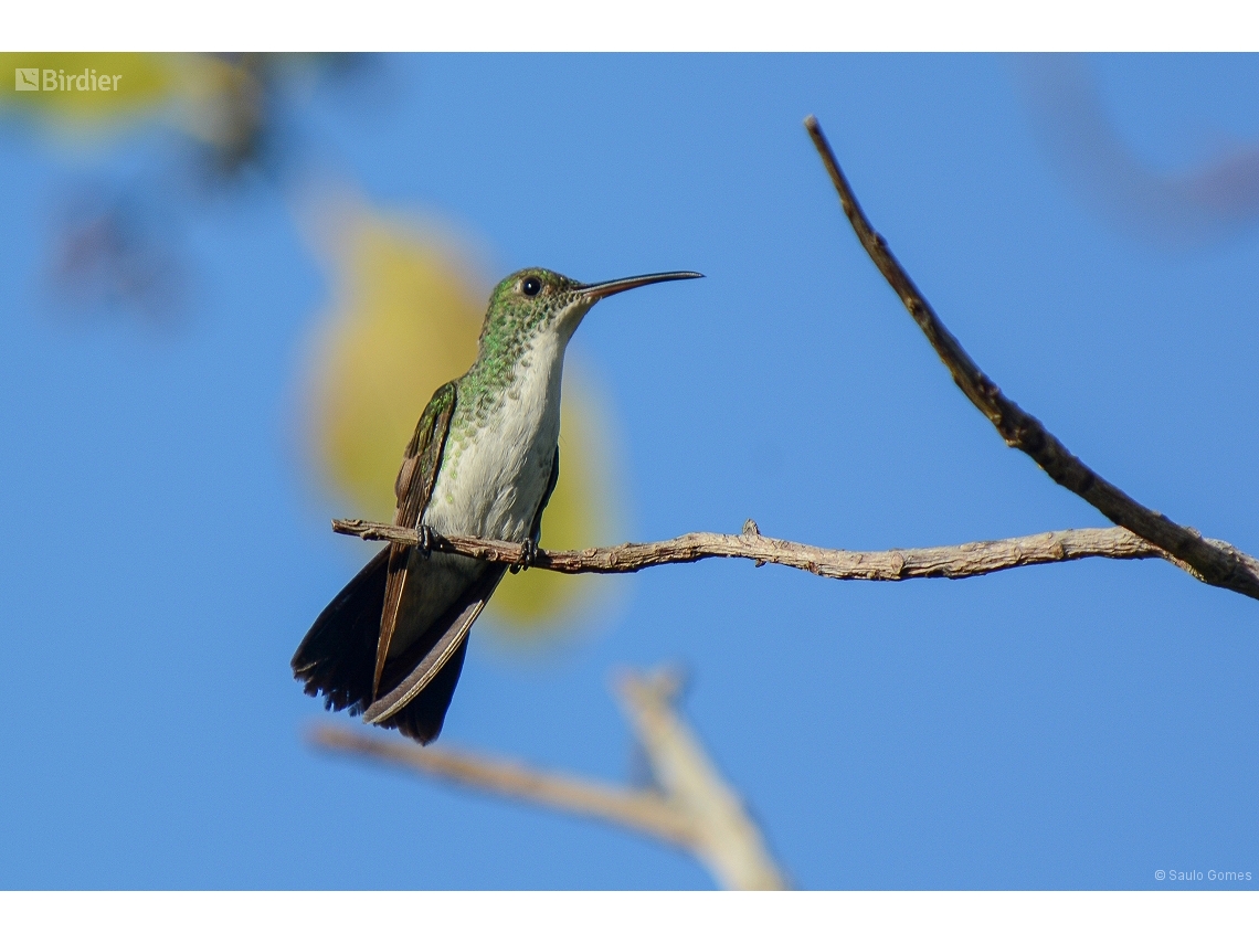 Chrysuronia leucogaster