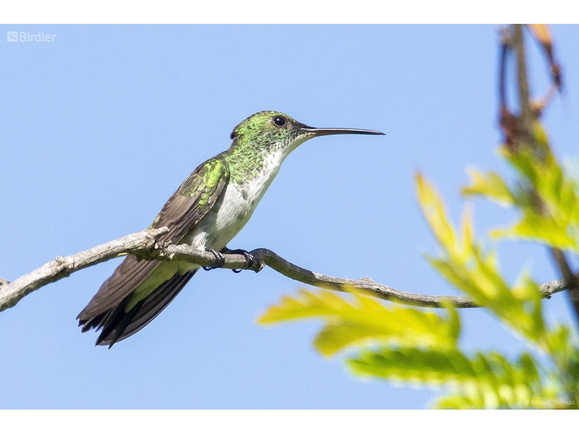 Chrysuronia leucogaster