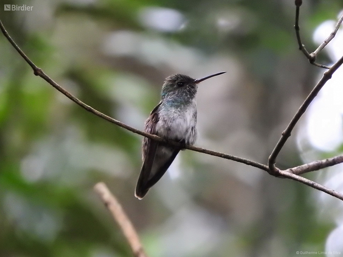 Chrysuronia versicolor