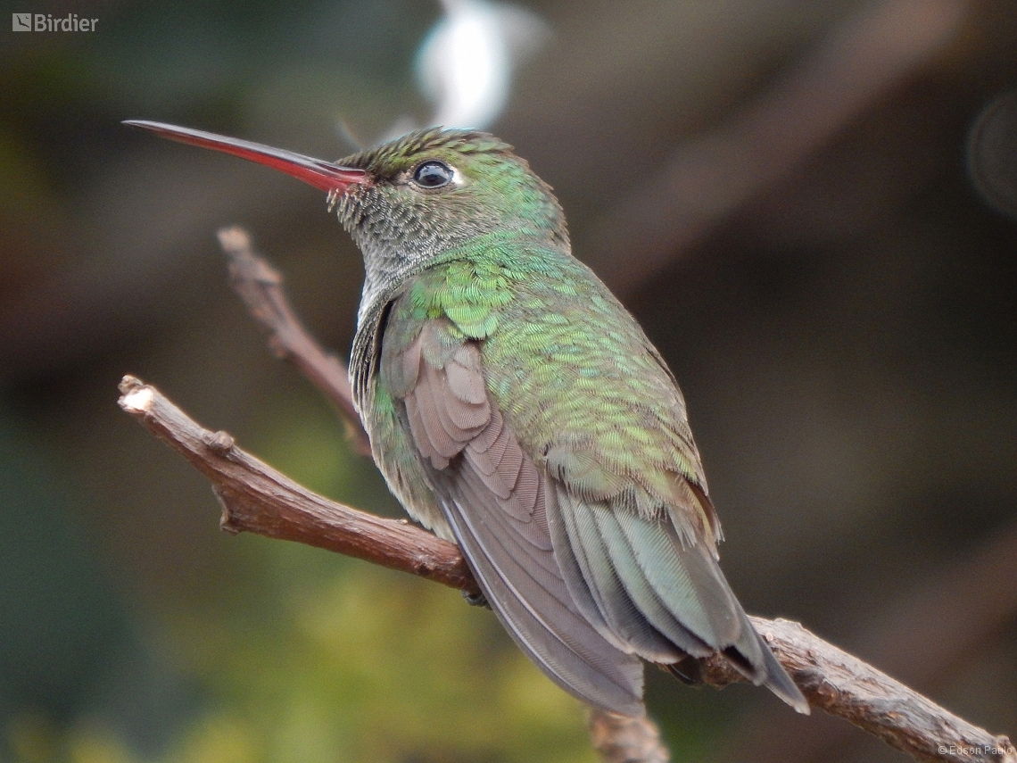 Chrysuronia versicolor