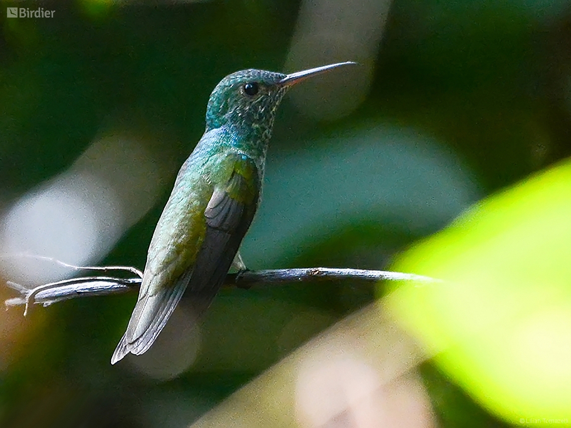 Chrysuronia versicolor