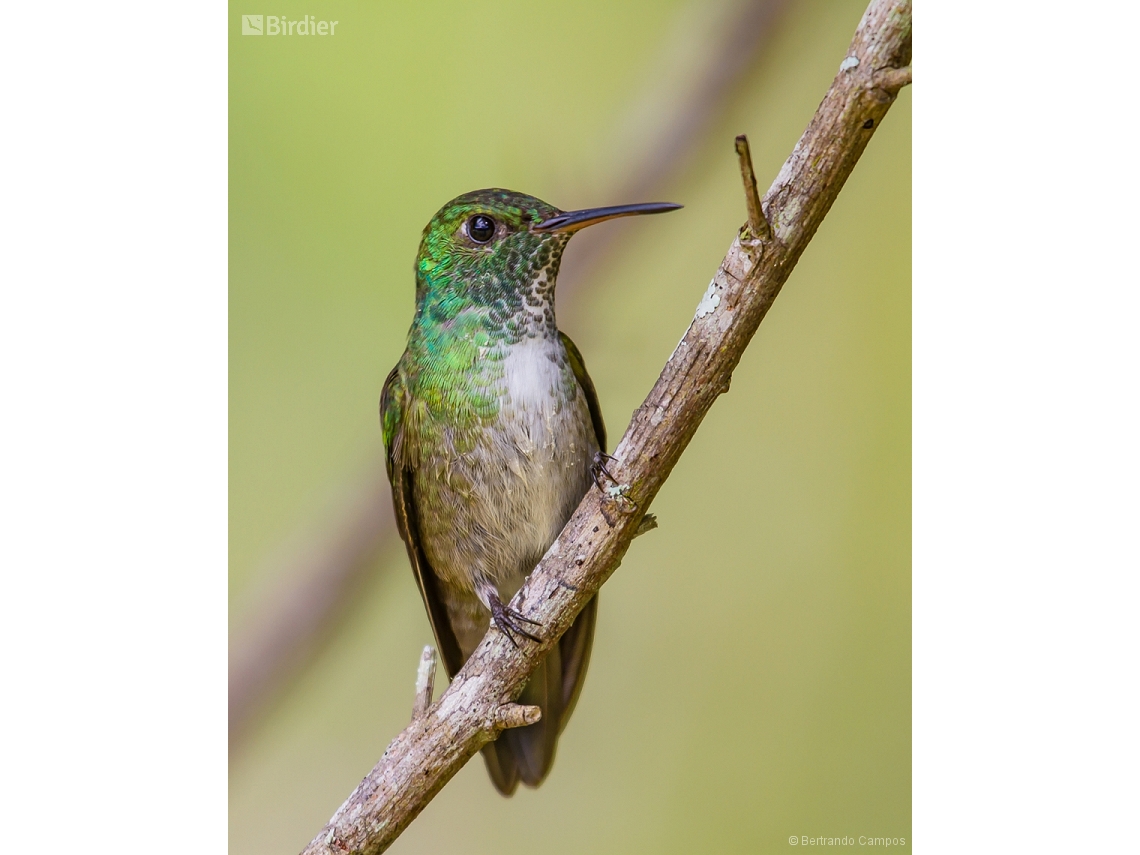 Chrysuronia versicolor