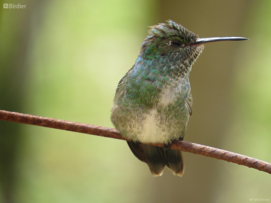 Chrysuronia versicolor