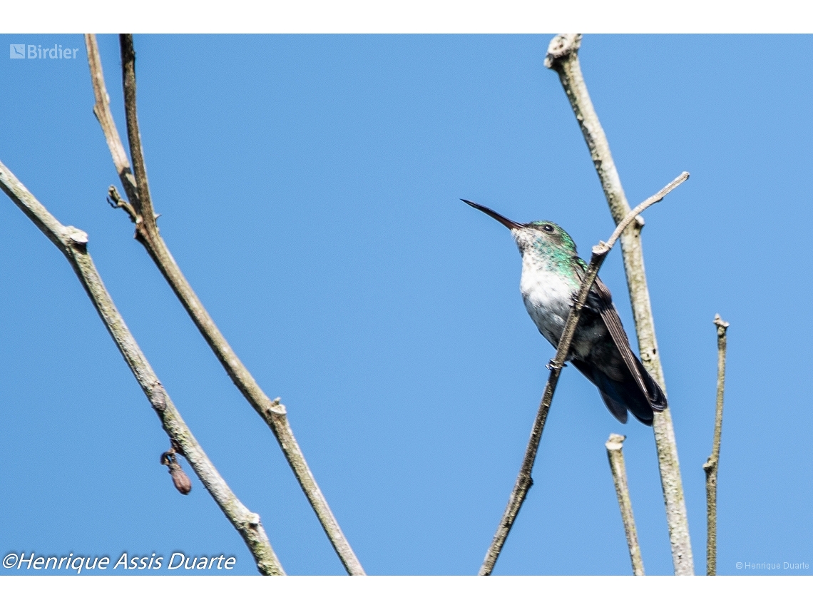 Chrysuronia versicolor