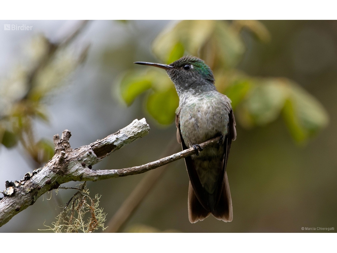 Chrysuronia versicolor