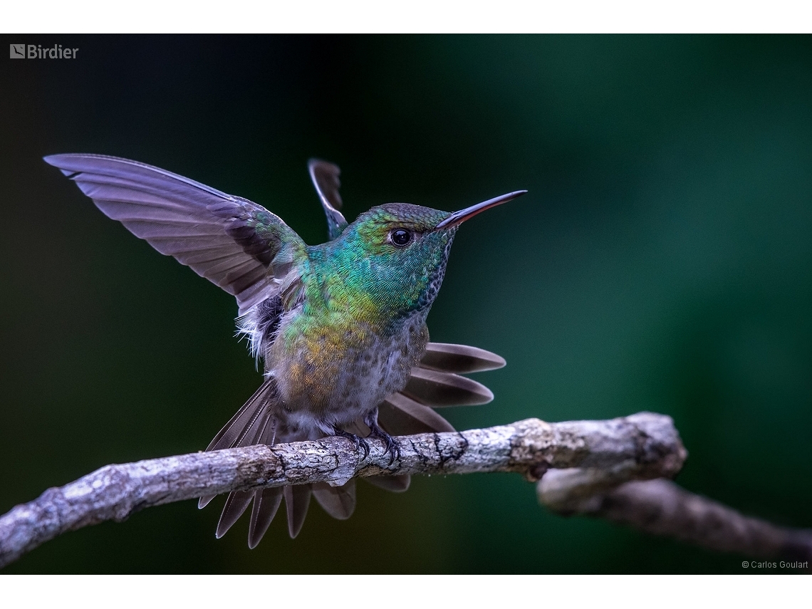 Chrysuronia versicolor