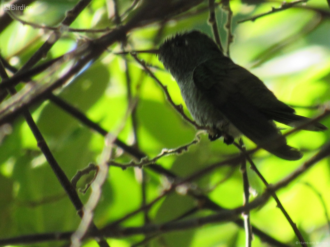 Chrysuronia versicolor