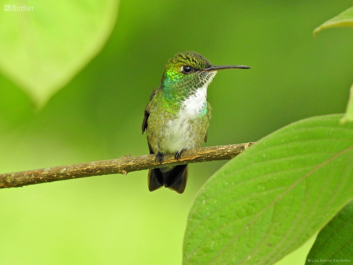 Chrysuronia versicolor