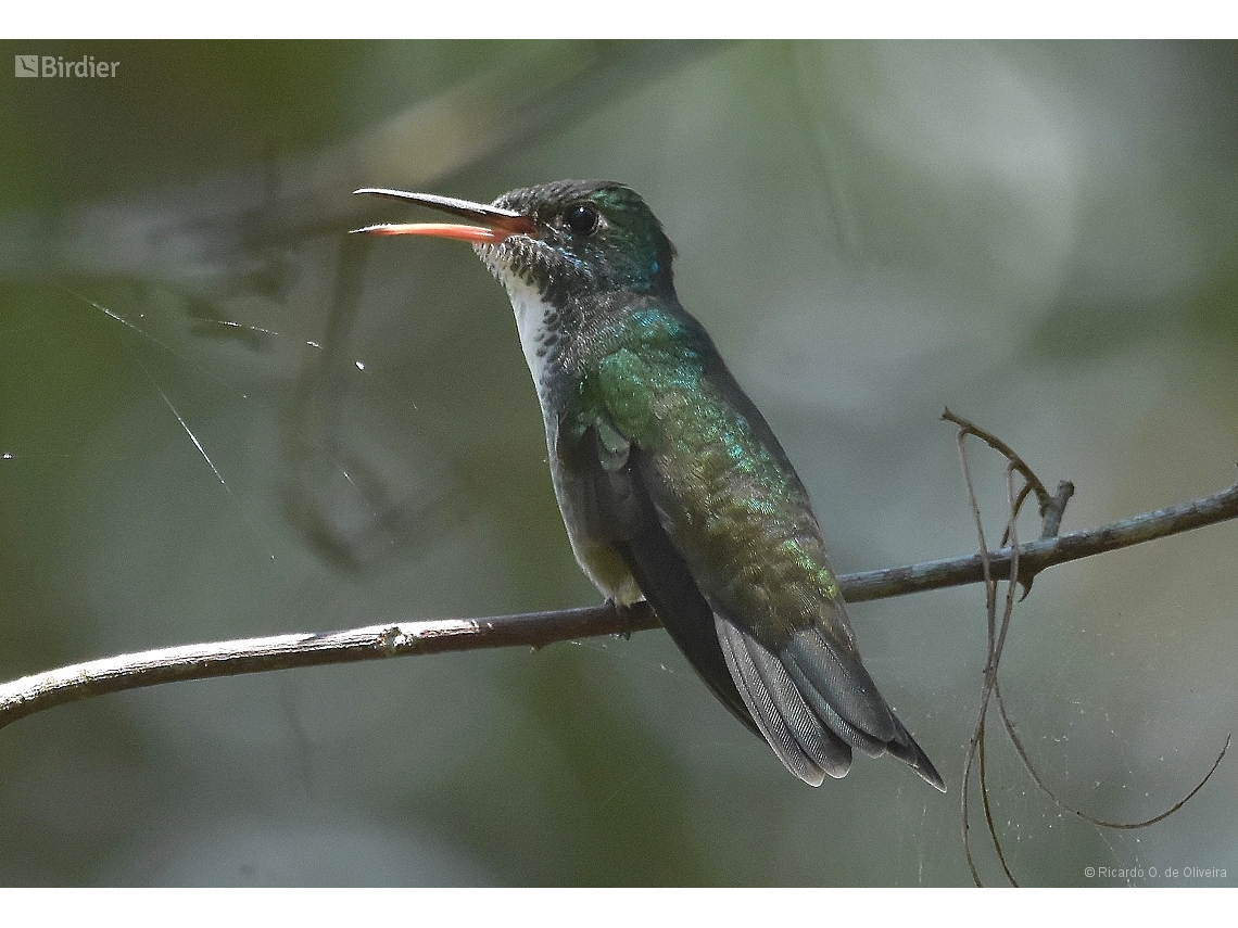 Chrysuronia versicolor