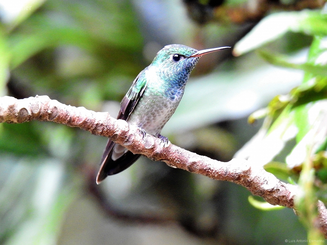 Chrysuronia versicolor