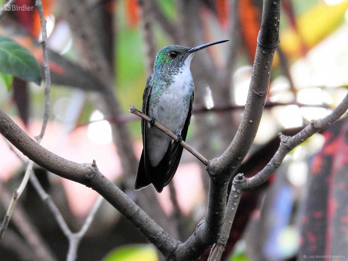 Chrysuronia versicolor