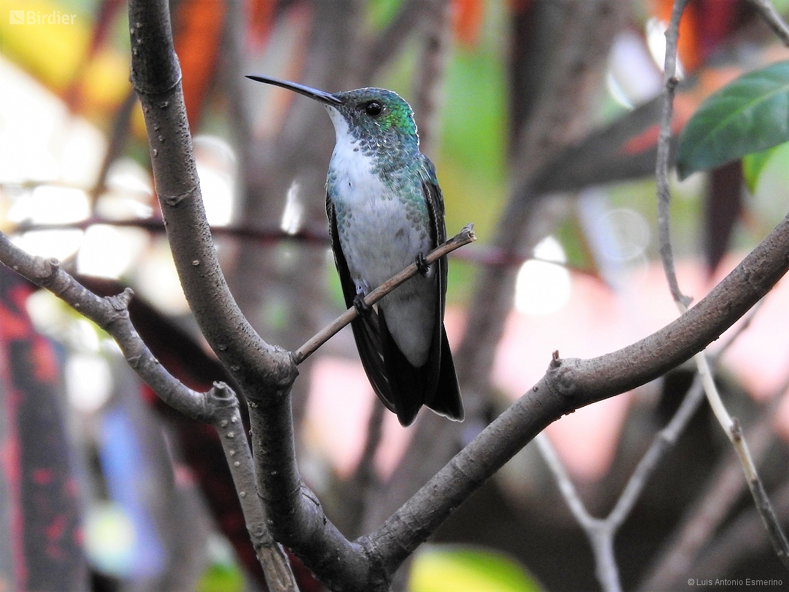 Chrysuronia versicolor