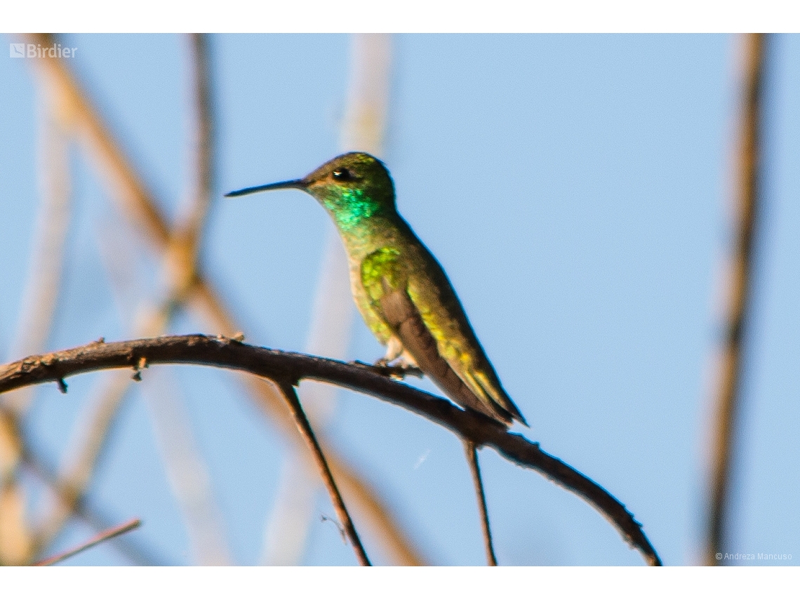 Chrysuronia versicolor