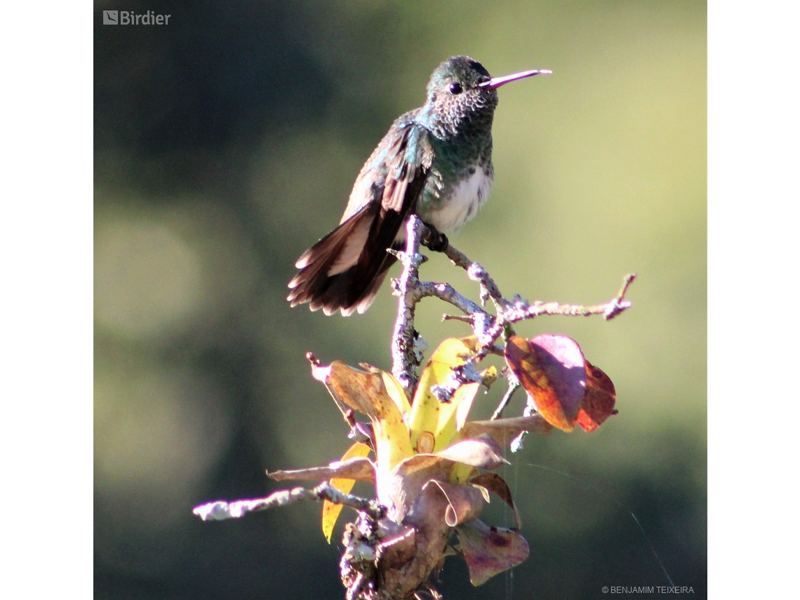 Chrysuronia versicolor