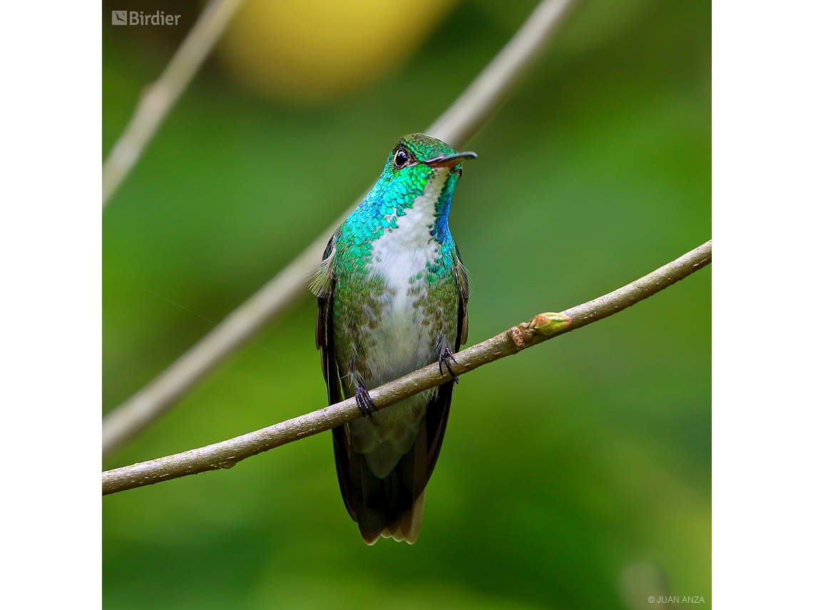 Chrysuronia versicolor