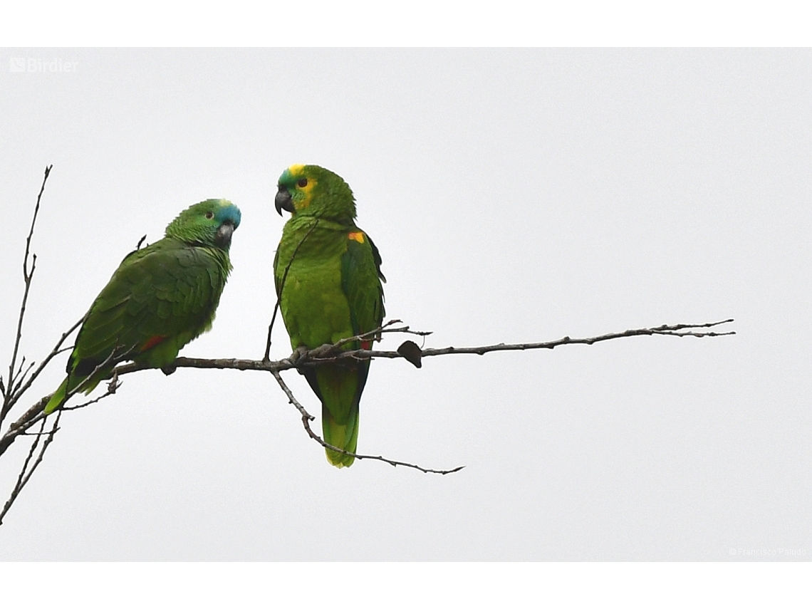 Amazona aestiva