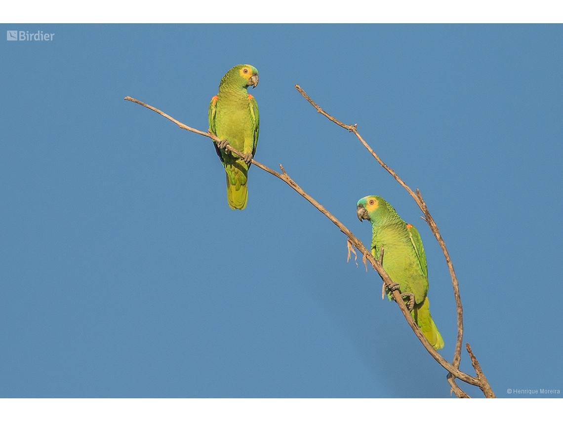 Amazona aestiva