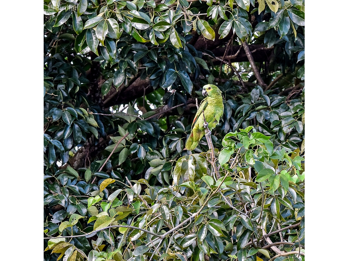 Amazona aestiva