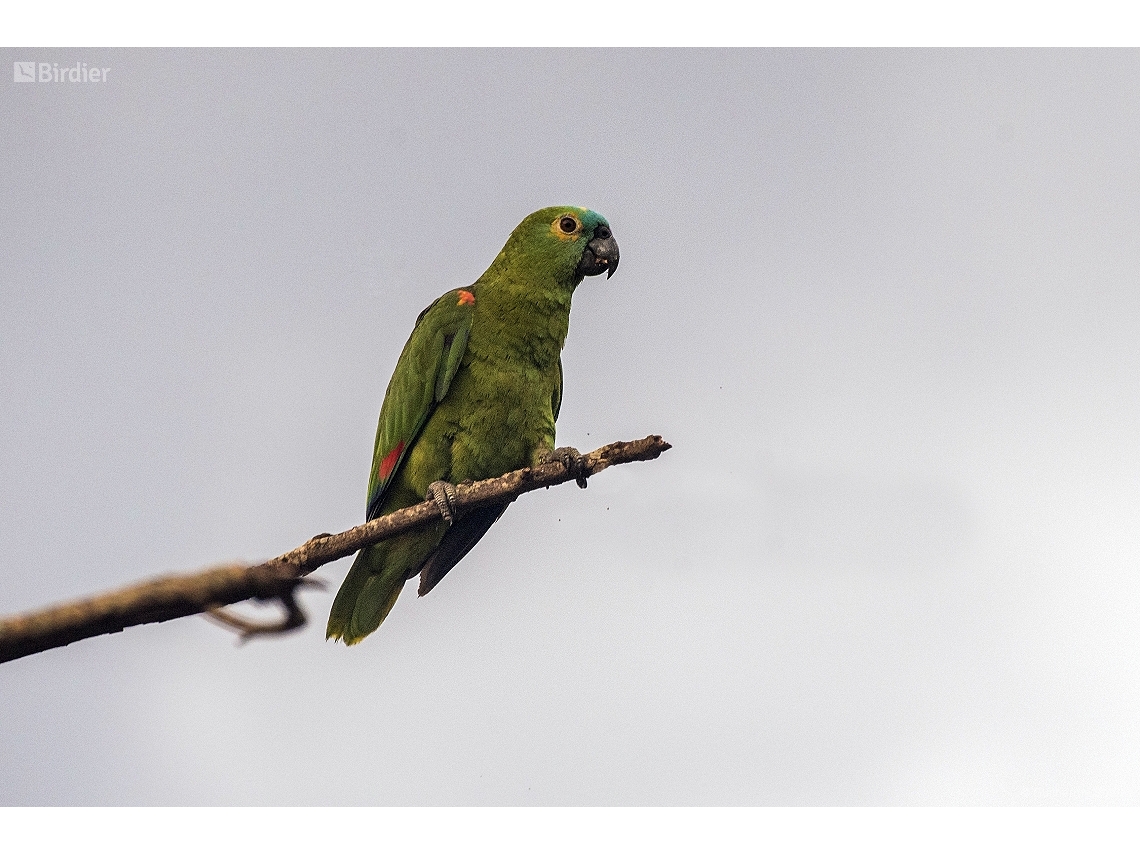 Amazona aestiva