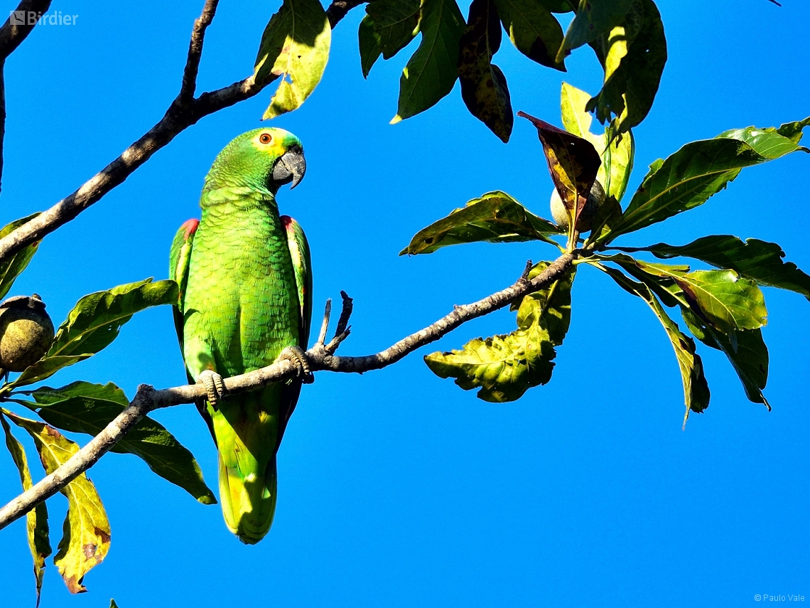 Amazona aestiva