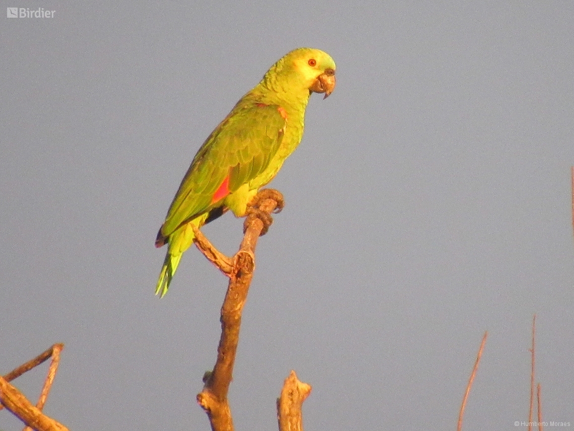 Amazona aestiva