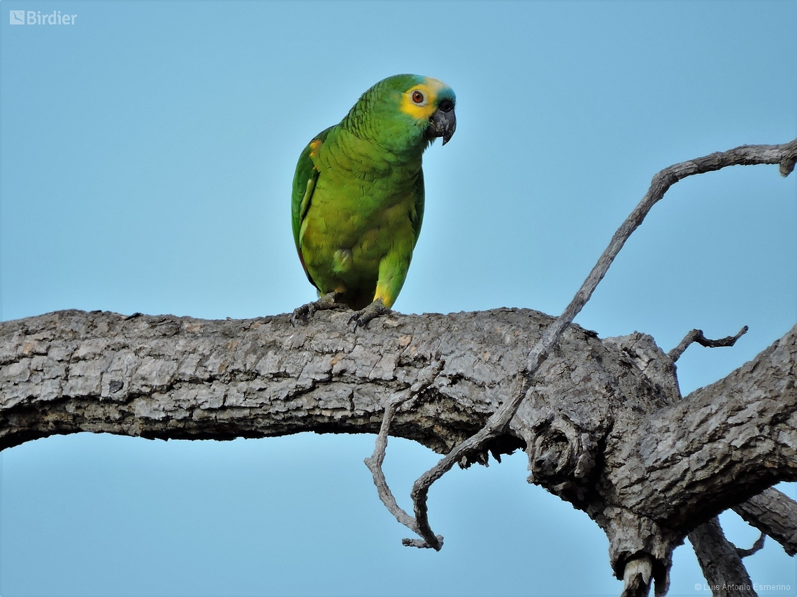 Amazona aestiva