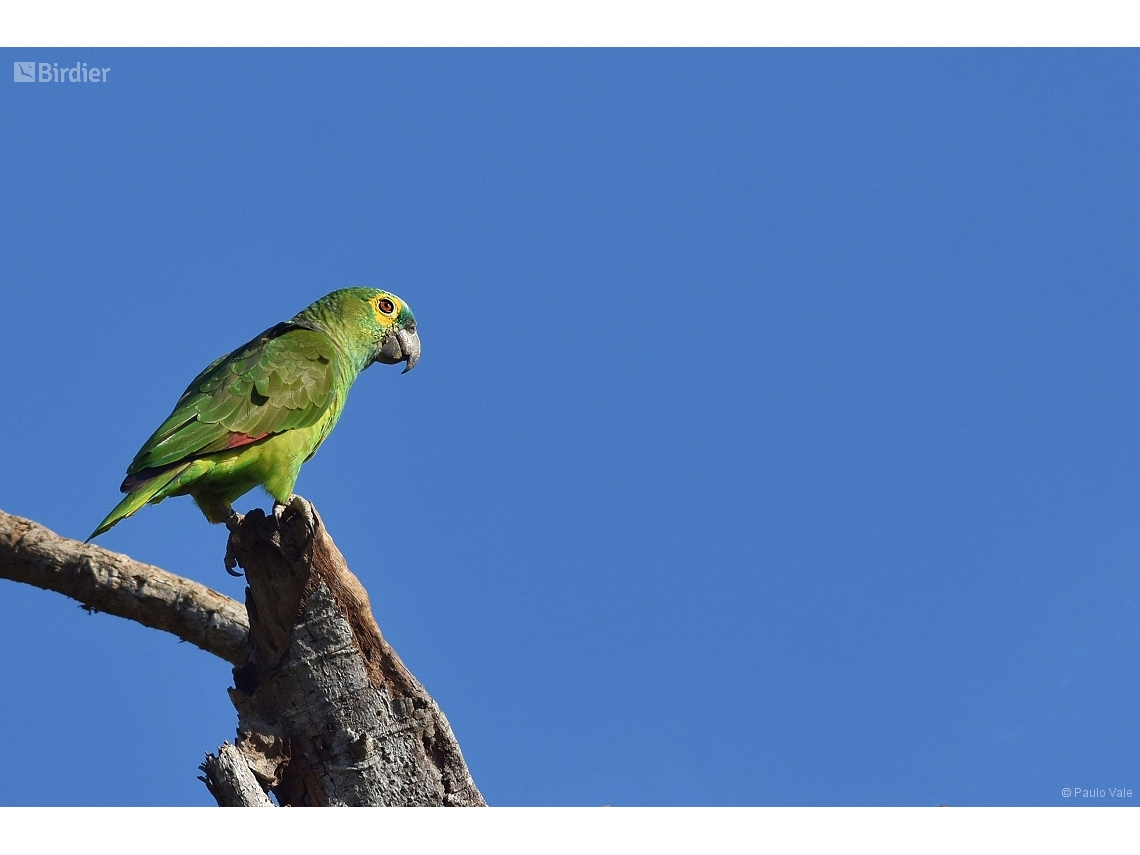 Amazona aestiva