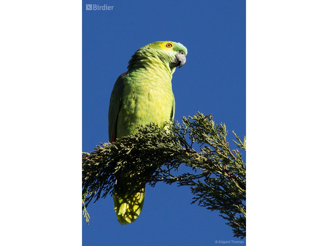 Amazona aestiva