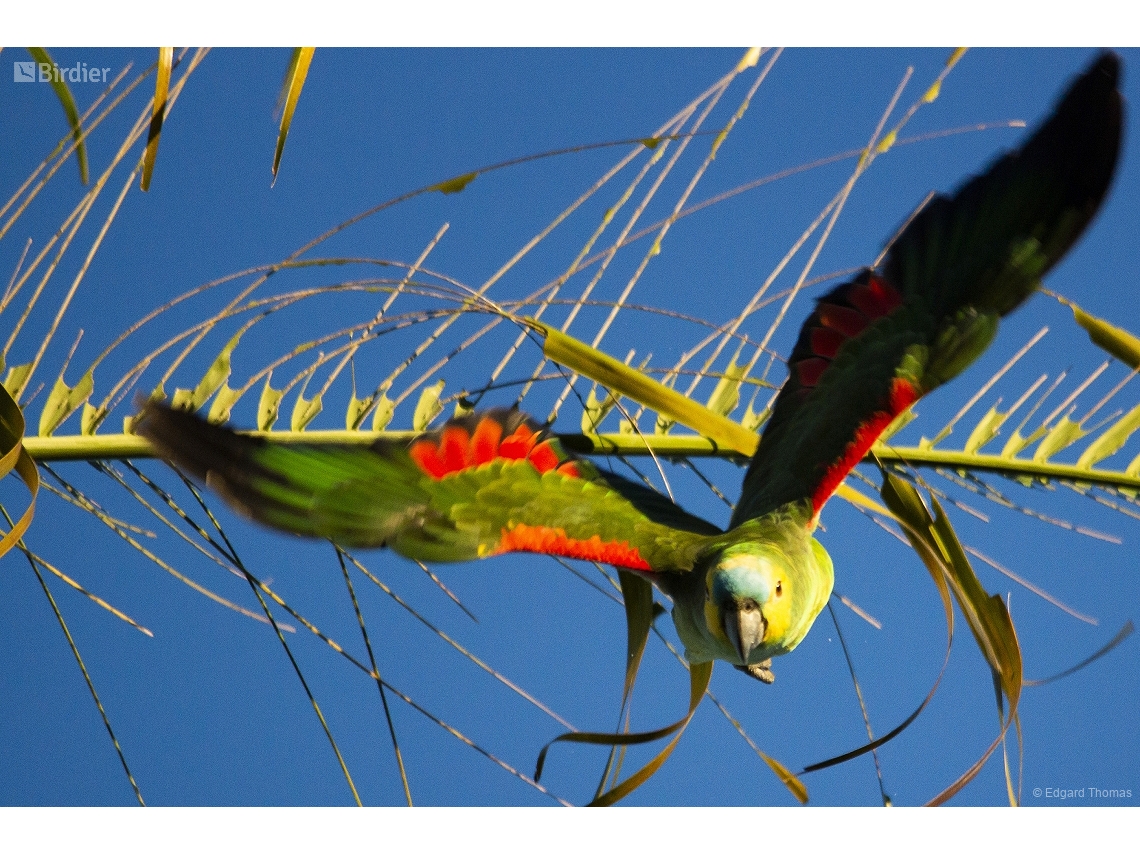 Amazona aestiva
