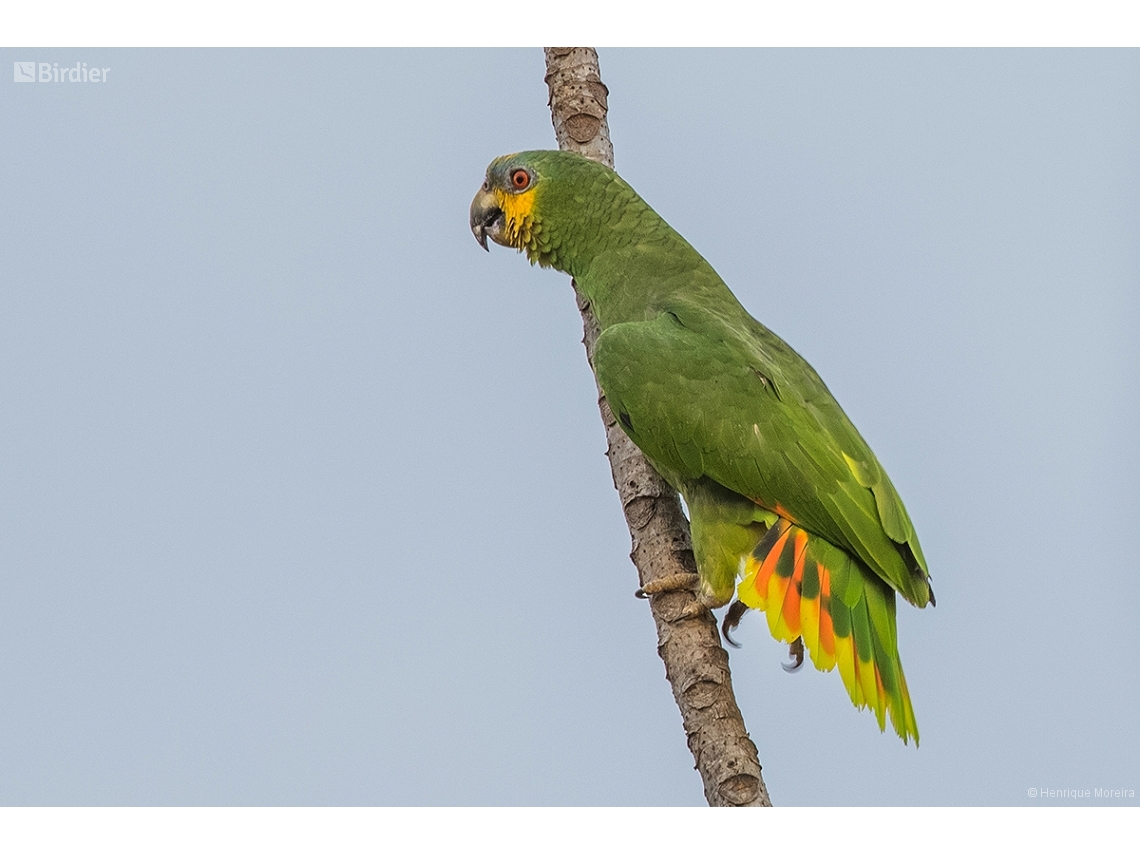 Amazona amazonica