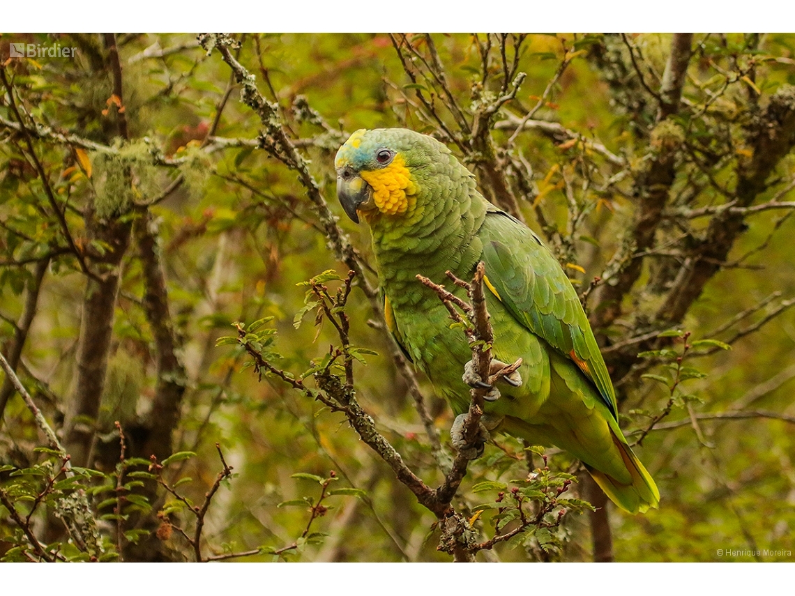 Amazona amazonica