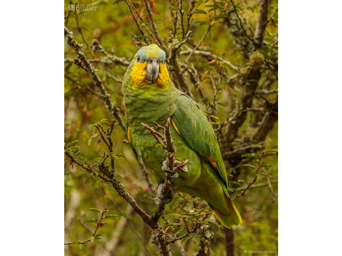 Amazona amazonica