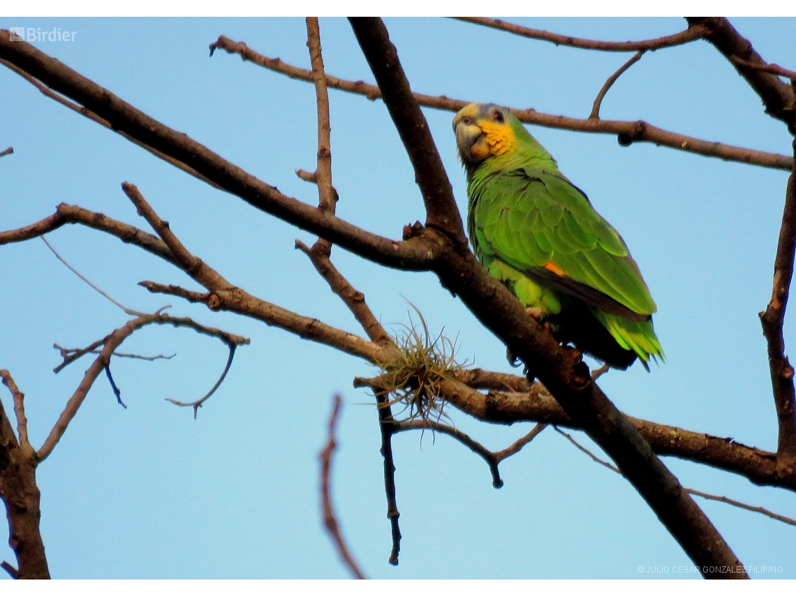 Amazona amazonica