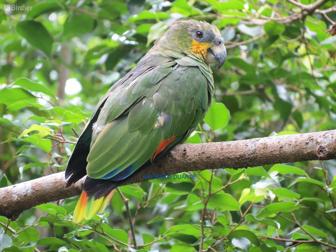 Amazona amazonica