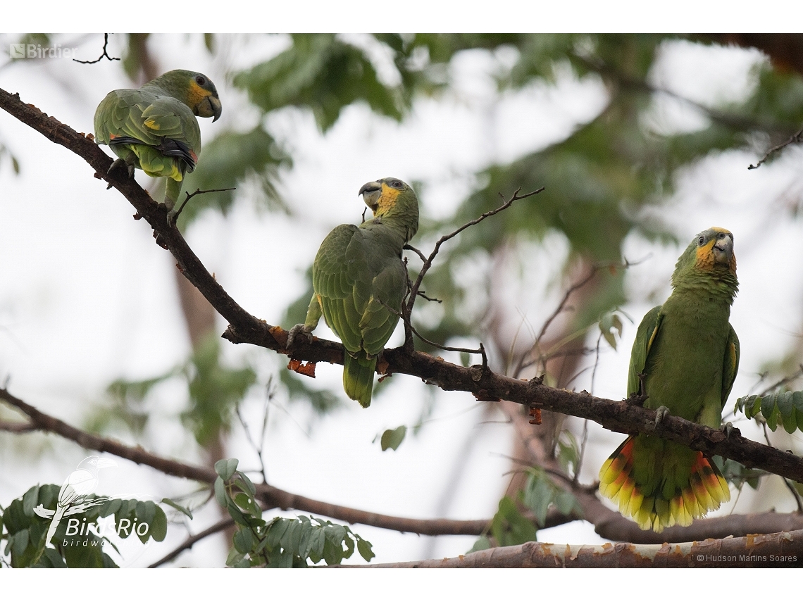 Amazona amazonica