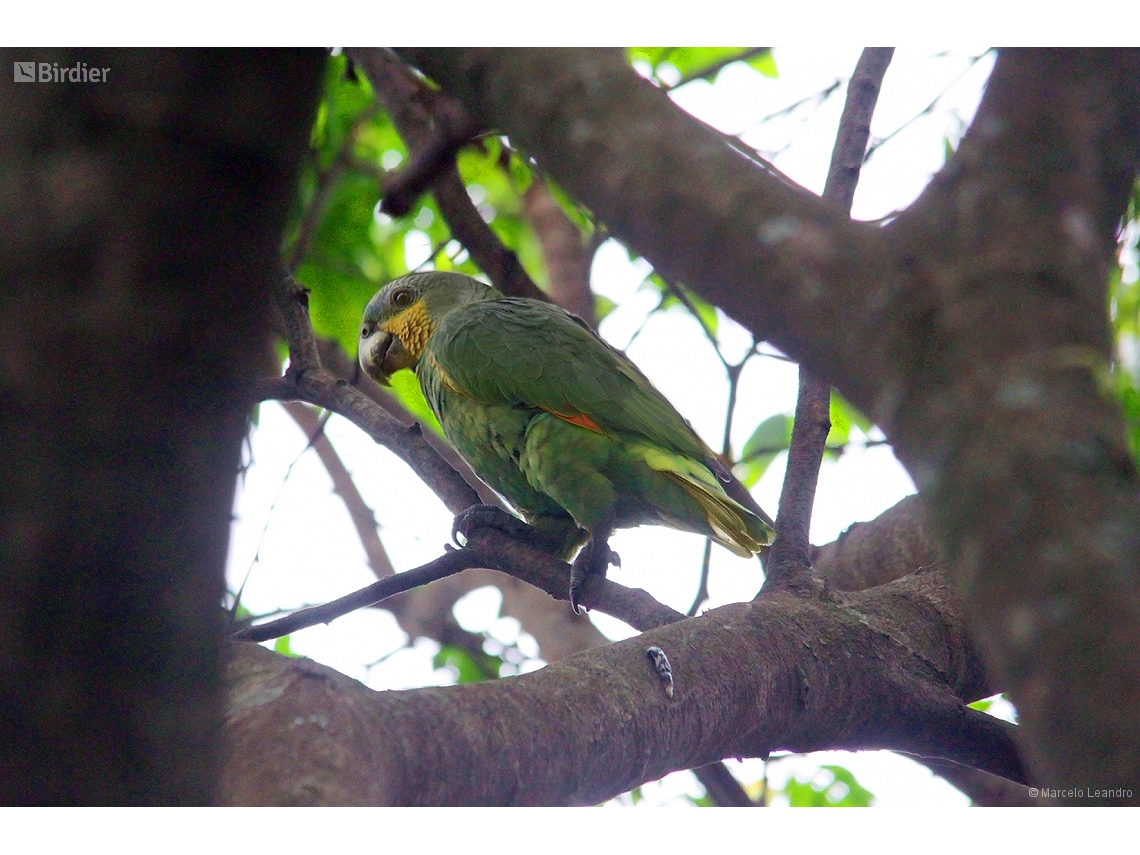 Amazona amazonica