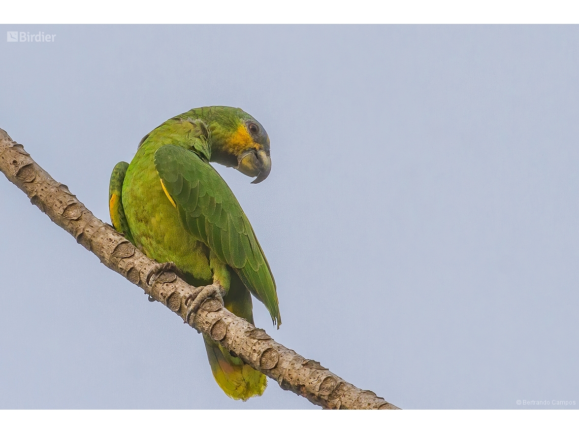 Amazona amazonica