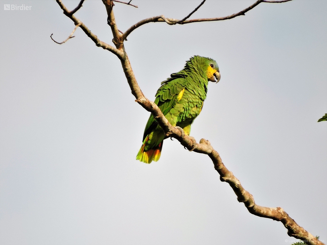 Amazona amazonica