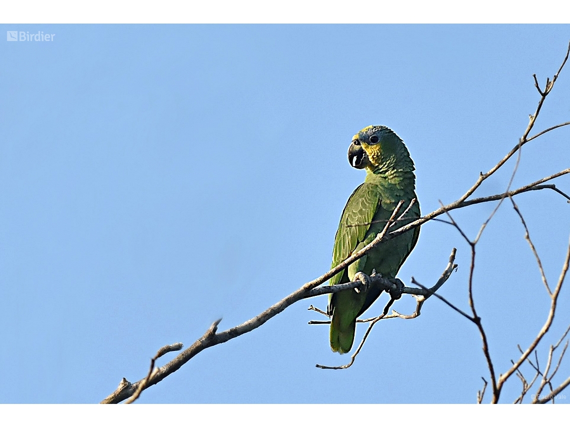 Amazona amazonica