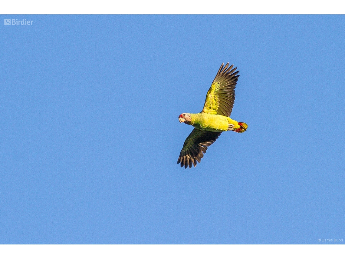 Amazona brasiliensis