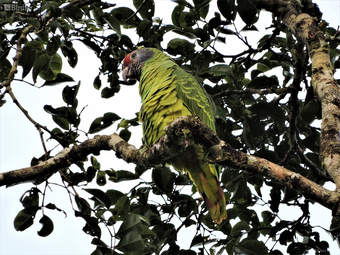 Amazona brasiliensis