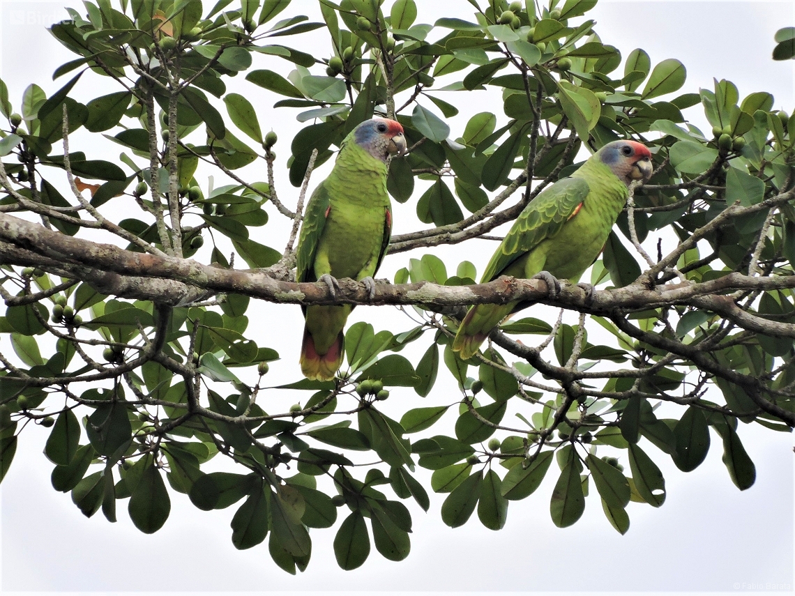 Amazona brasiliensis