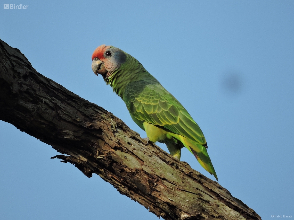 Amazona brasiliensis