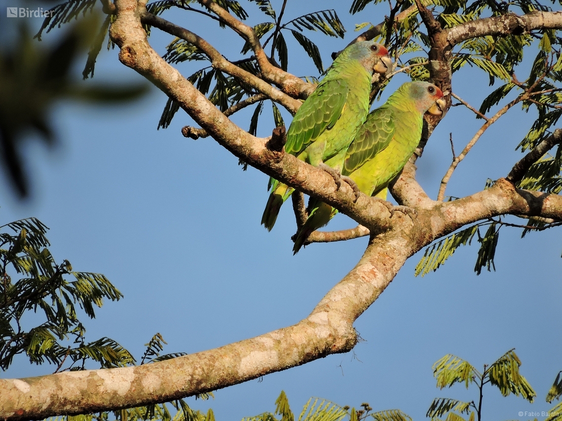 Amazona brasiliensis