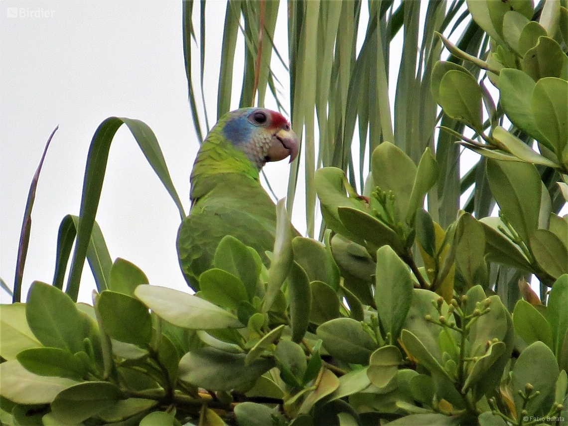 Amazona brasiliensis