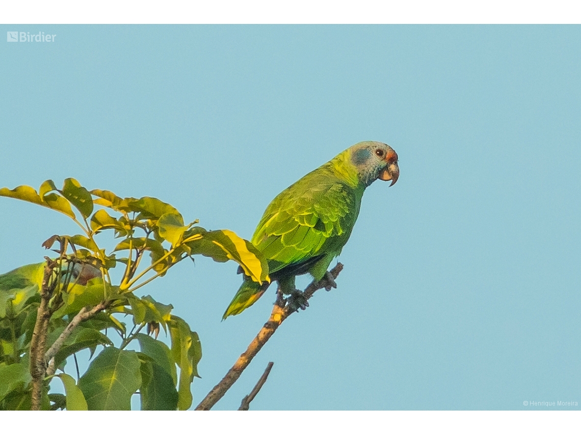 Amazona brasiliensis